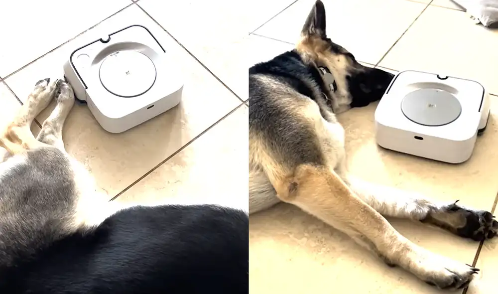 El perrito dormía en la sala de un hogar ubicado en Eustis, Florida, USA. Foto: captura de YouTube El perrito dormía en la sala de un hogar ubicado en Eustis, Florida, USA. Foto: captura de YouTube