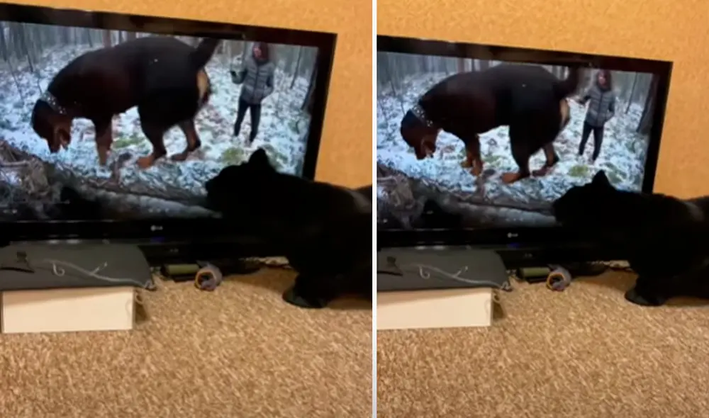 El video viral ha sido compartido en el canal Luna_the_pantera. Foto: captura de YouTube