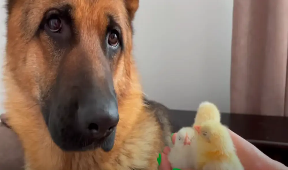 El video viral ha sido compartido en la página Rocky. Foto: captura de Facebook