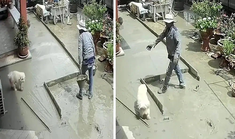 Una joven contrató a un grupo de personas para que arreglara su jardín; sin embargo, no imaginó que una de sus mascotas iba a arruinar sus planes. Foto: captura de Facebook