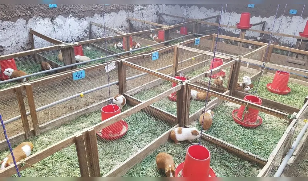 Proyecto de crianza tecnificada buscará mejorar la actividad de familias del campo. Foto: Agro Rural Proyecto de crianza tecnificada buscará mejorar la actividad de familias del campo. Foto: Agro Rural