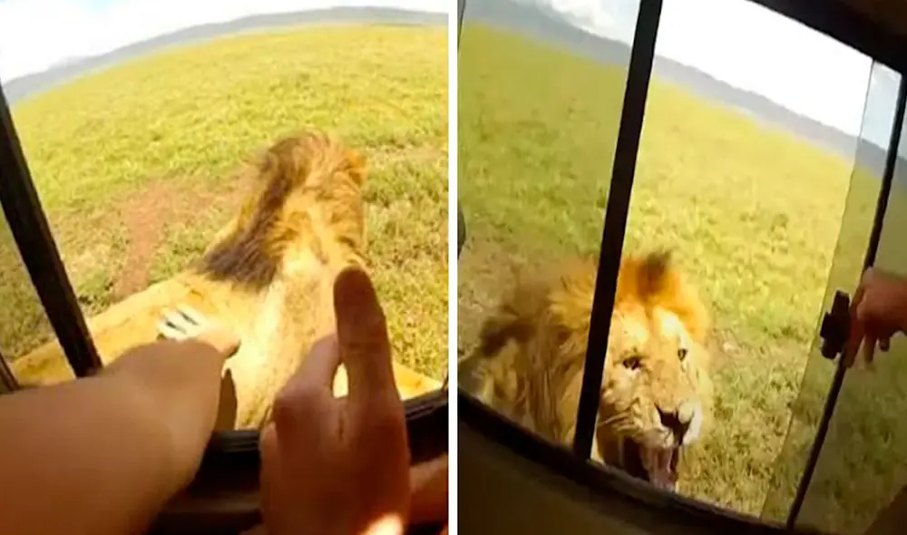 Un joven realizó un safari para conocer la vida salvaje en África; sin embargo, no imaginó que iba a sufrir un incidente con un feroz depredador. Foto: captura de YouTube