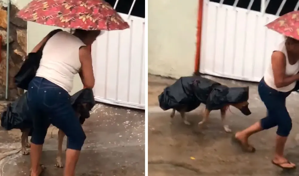TikTok viral: mujer fabrica un impermeable con bolsas para proteger a su perrito de la lluvia