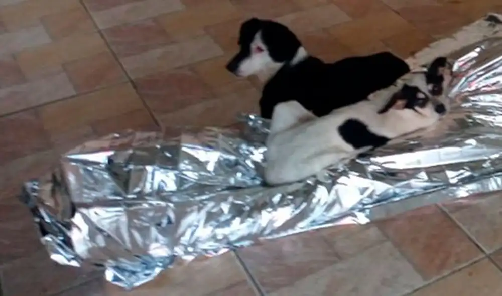 En Peruíbe, hubo vecinas muy indignadas por lo sucedido, pero conmovidas por el gesto de los perros. Foto: G1 En Peruíbe, hubo vecinas muy indignadas por lo sucedido, pero conmovidas por el gesto de los perros. Foto: G1