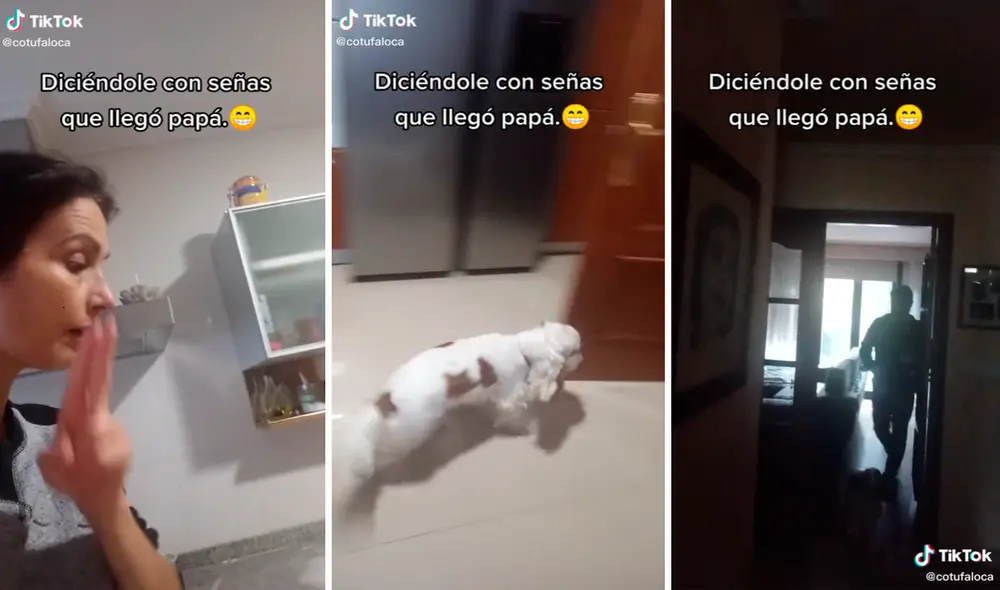 La mascota entendió a su dueña cuando le dijo con lenguaje de señas, que había llegado papá. Foto: captura de TikTok La mascota entendió a su dueña cuando le dijo con lenguaje de señas, que había llegado papá. Foto: captura de TikTok