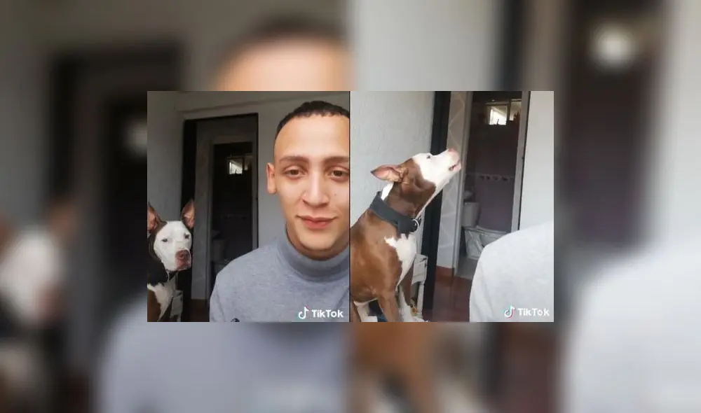 El can viene ganando seguidores con el clip subido a TikTok. Foto: captura de TikTok