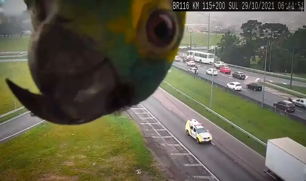 Unos agentes de seguridad se llevaron una sorpresa cuando vieron a una inquieta ave en la grabación de las cámaras de la ciudad de Paraná, Brasil. Foto: captura de YouTube
