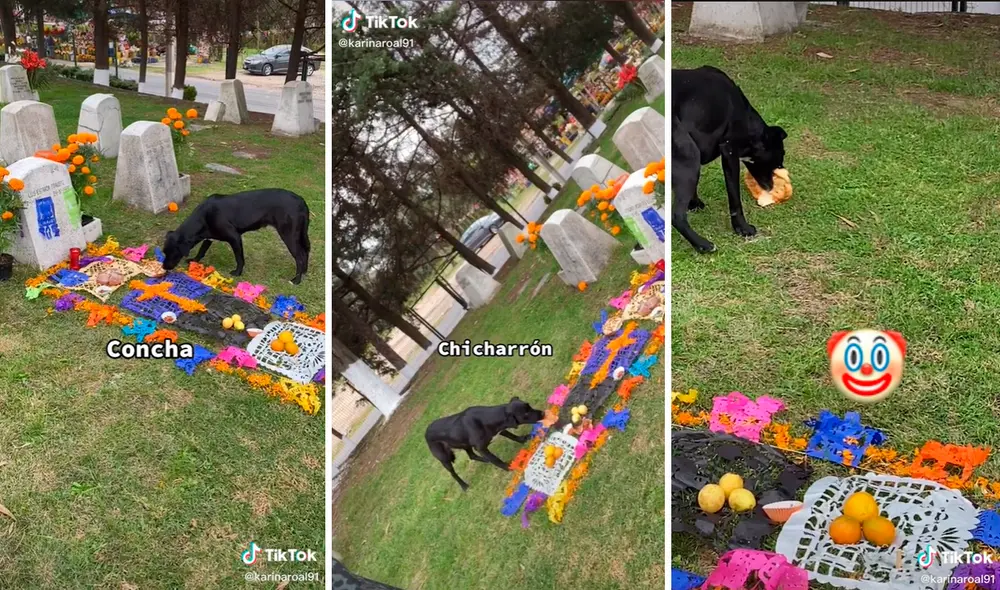 El perro no perdió oportunidad para devorarse la comida que dejaron los familiares sobre las tumbas por el Día de los Muertos. Foto: captura de TikTok