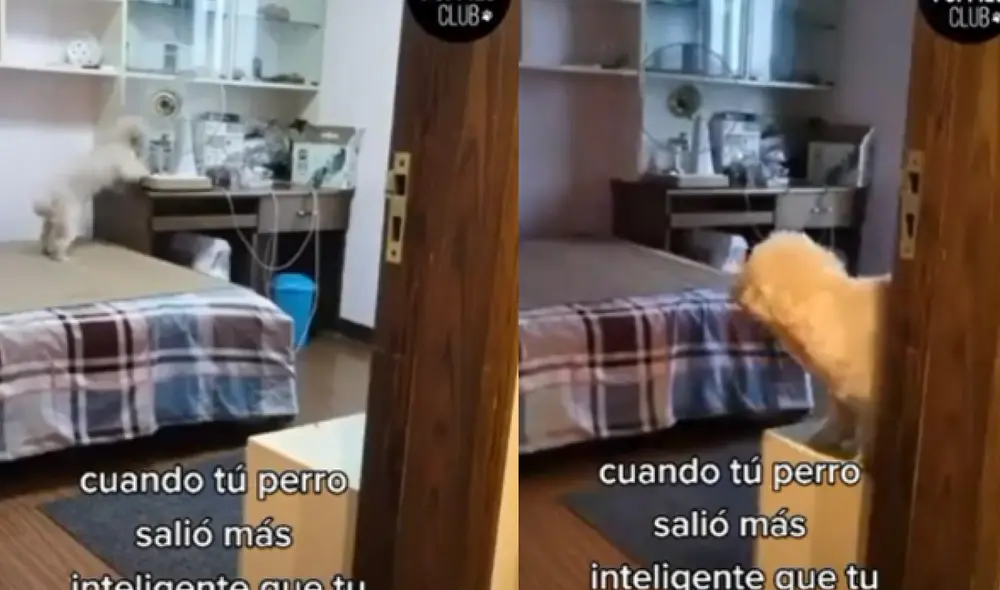El perrito encendió el ventilador y apagó la luz de la habitación donde iba a descansar. Dicha acción sorprendió a los cibernautas. Foto: captura de TikTok