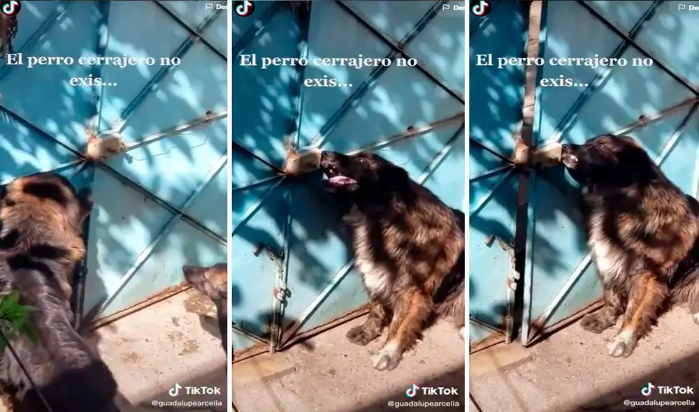 El perro logró abrir la puerta con los dientes y aprovechó para salir a dar un paseo. Foto: captura de TikTok