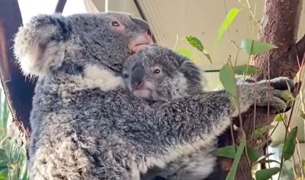 Los trabajadores de un albergue acogieron a una mamá koala y su cría de poco tiempo de nacido, pero no imaginaron que serían testigos de una tierna escena. Foto: captura de Facebook