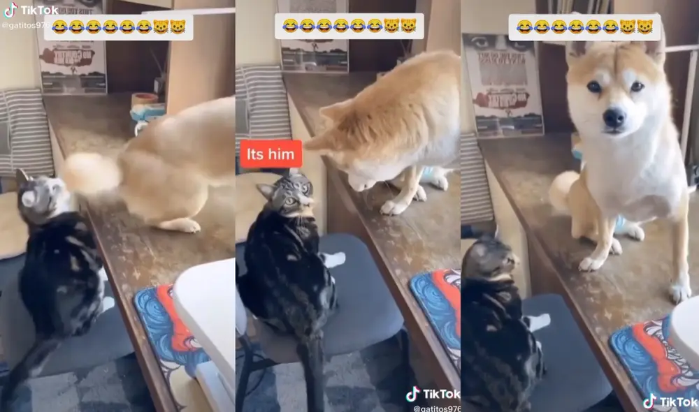 El gato culpó a su dueño de haber mordido al can para que este no tome represalias contra él. Foto: captura de TikTok