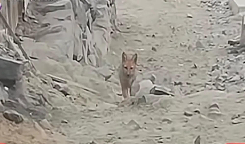 El animal salvaje de 8 meses de edad, escapó el último 24 de mayo asustado por los truenos que sorprendió a la ciudad de Lima. Foto: captura de Panamericana