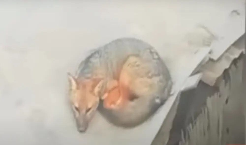 El zorro se pasea a su antojo entre los techos de las viviendas. Ante esto los vecinos solicitan ayuda de alguna entidad especializada. Foto: captura de Panamericana