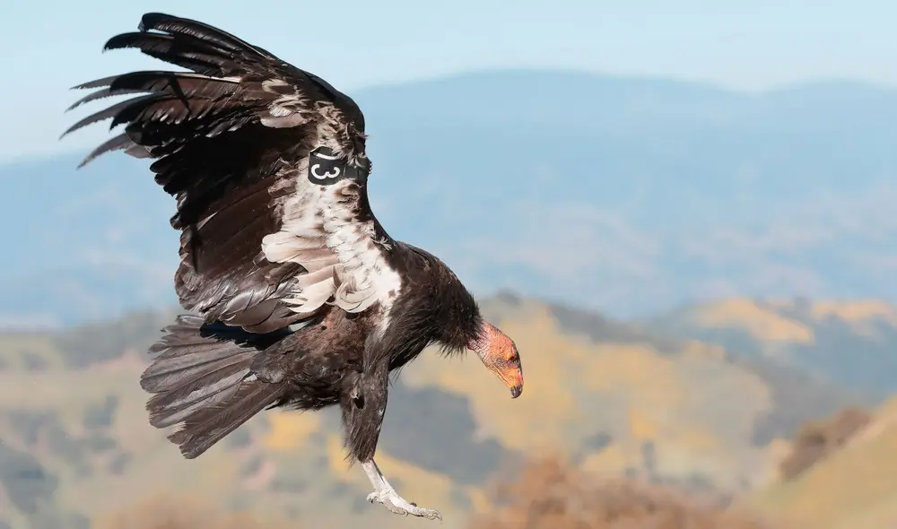 Las madres de ambos polluelos se reprodujeron asexualmente cuando compartían cautiverio con machos fértiles. Foto: National Audubon Society