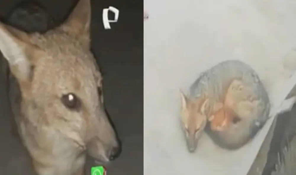 Zorro permanece rondando cerca a las viviendas y duerme en diferentes lugares del asentamiento humano. Foto: captura de Panamericana