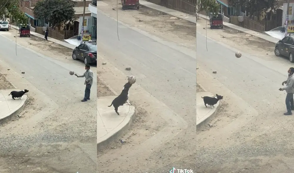 El usuario que compartió el clip no ha brindado más información de la mascota. Foto: captura de TikTok