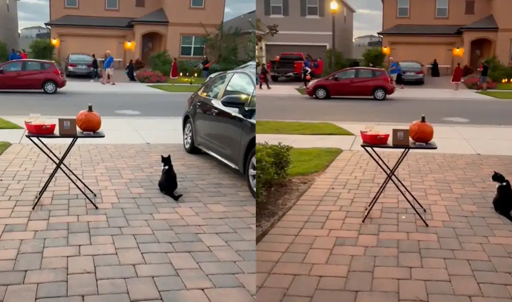 El minino logró tocar el corazón de miles de usuarios con su dulce actuación. Foto: captura de TikTok