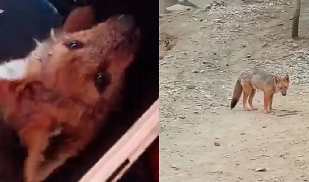 Un equipo técnico de Serfor ya se encuentra en Comas para rescatar al animal salvaje. Foto: Urpi / La República