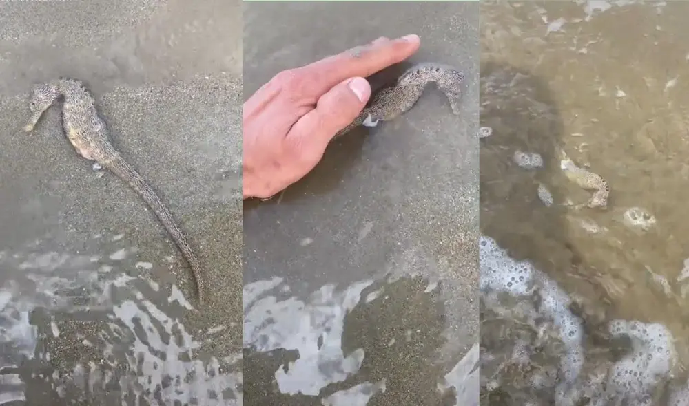 El caballito de mar fue finalmente regresado al agua a pesar de estar aparentemente herido. Foto: captura de TikTok El caballito de mar fue finalmente regresado al agua a pesar de estar aparentemente herido. Foto: captura de TikTok