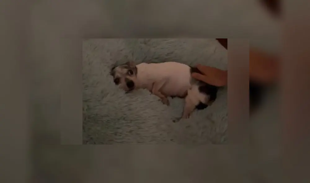 Usuarios de redes sociales desearon lo mejor para el can. Foto: captura de TikTok Usuarios de redes sociales desearon lo mejor para el can. Foto: captura de TikTok