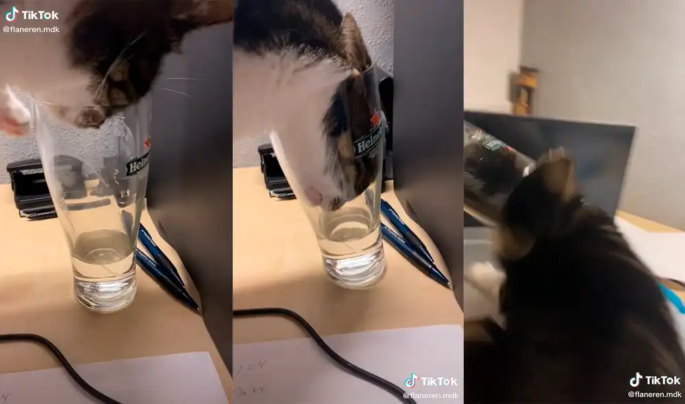 El minino desarrolló una travesura frente a su dueño, que lo observó estupefacto en todo momento. Foto: captura de TikTok El minino desarrolló una travesura frente a su dueño, que lo observó estupefacto en todo momento. Foto: captura de TikTok