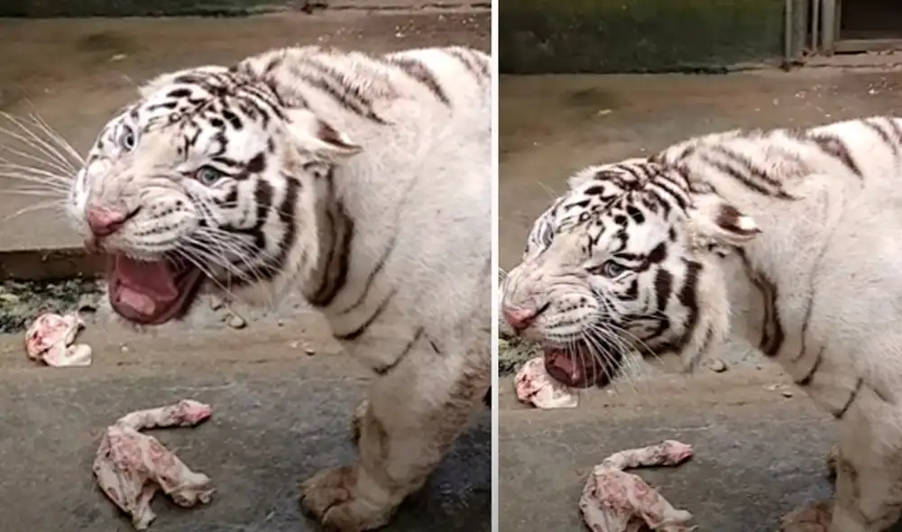 El video viral ha sido compartido en el canal Tiger. Foto: captura de YouTube