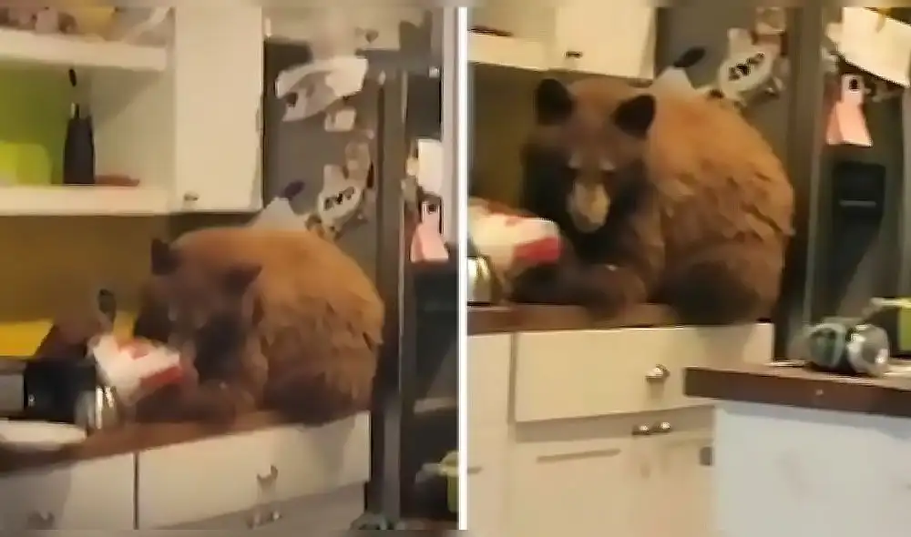 Un oso salvaje entra a la cocina en busca de alimento y encuentra un balde de KFC. Foto: captura de Instagram Un oso salvaje entra a la cocina en busca de alimento y encuentra un balde de KFC. Foto: captura de Instagram