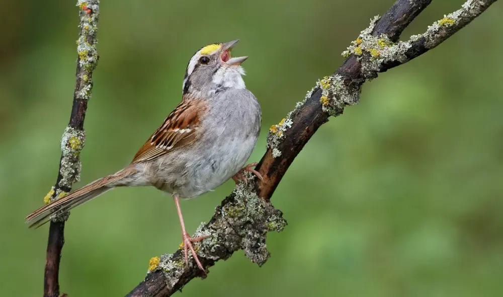 "Una de las vías fundamentales a través de las cuales los seres humanos nos relacionamos con la naturaleza está en declive crónico", señala un autor del estudio. Foto: Glenn Bartley / Minden Pictures / National Geographic