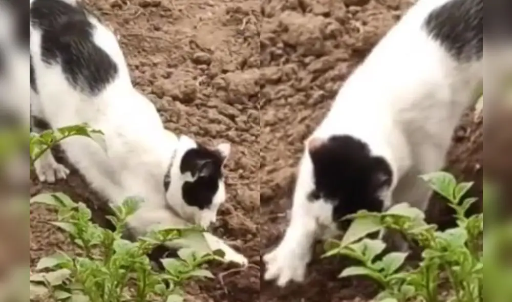 Un felino se volvió viral en TikTok luego de realizar una insólita escena en un campo de Ecuador. Foto: captura de TikTok