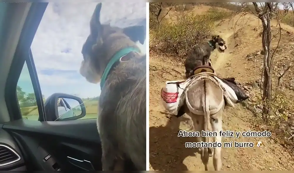 Una mascota se fue al norte peruano y su paseo en un burro termina haciéndose viral. Foto: captura de TikTok
