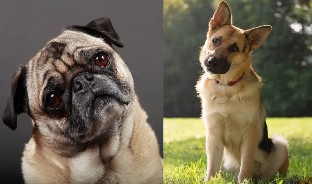 Un perro pug y un pastor alemán inclinando la cabeza ante un estímulo. Foto: Composición / Diego Cervo / Business Insider Un perro pug y un pastor alemán inclinando la cabeza ante un estímulo. Foto: Composición / Diego Cervo / Business Insider