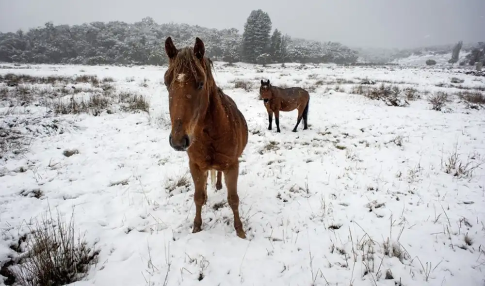 El Parque Nacional Kosciuszko alberga más de 14.000 caballos. Foto: EFE/ Perry Duffin El Parque Nacional Kosciuszko alberga más de 14.000 caballos. Foto: EFE/ Perry Duffin