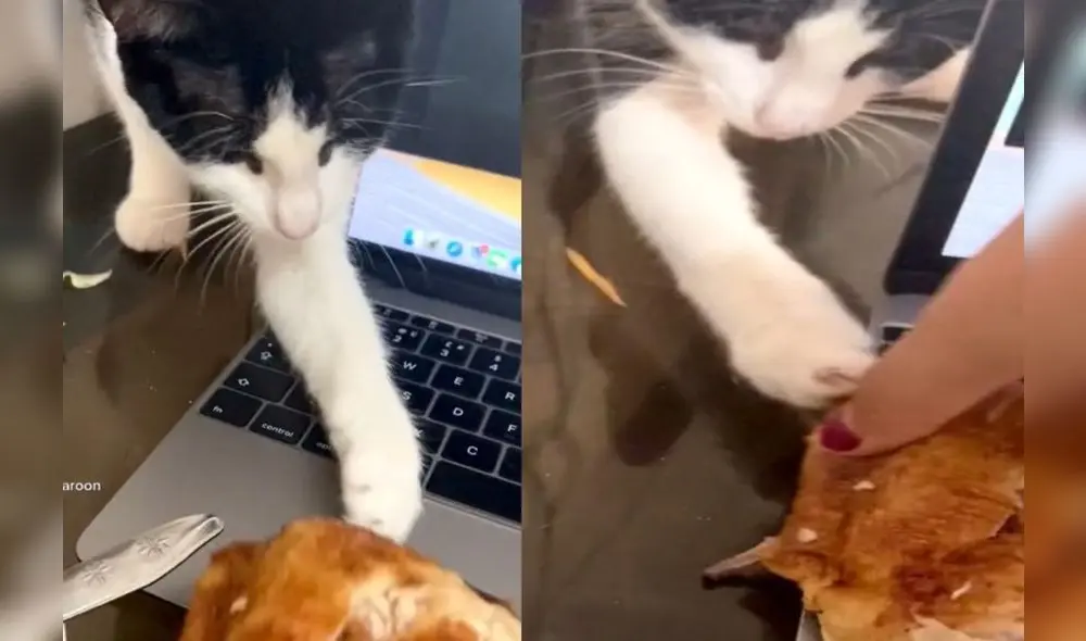 Un felino se ha hecho viral en TikTok gracias a un video donde se le ve robando la cena de su dueña. Foto: captura de TikTok