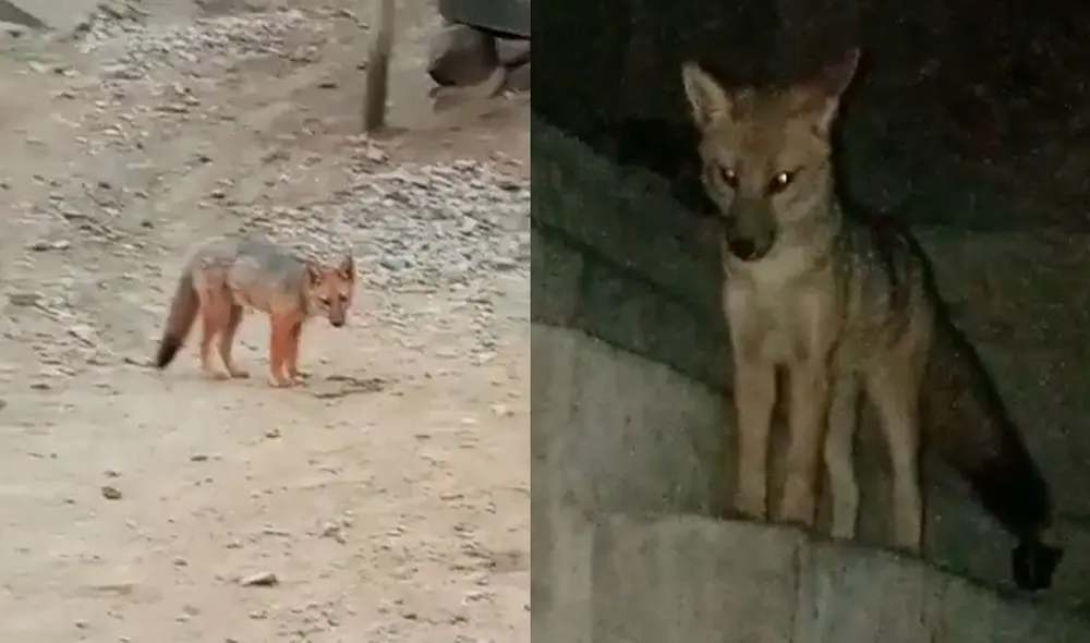 El zorro que fue comprado como canino en una tienda clandestina del Centro de Lima tendrá un nuevo hogar. Foto: Urpi / La República