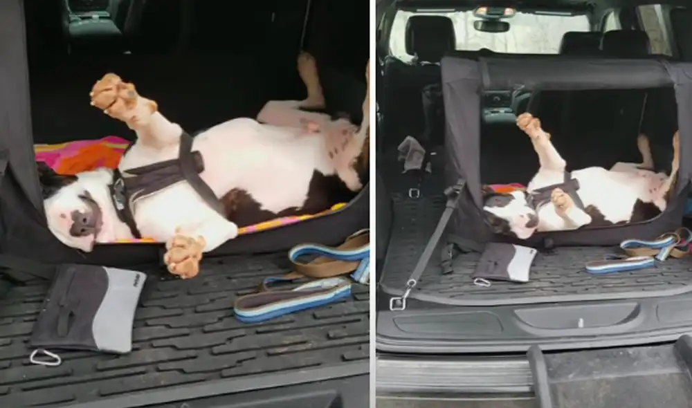 El video ha sido compartido en la página ViralHog. Foto: captura de Facebook El video ha sido compartido en la página ViralHog. Foto: captura de Facebook