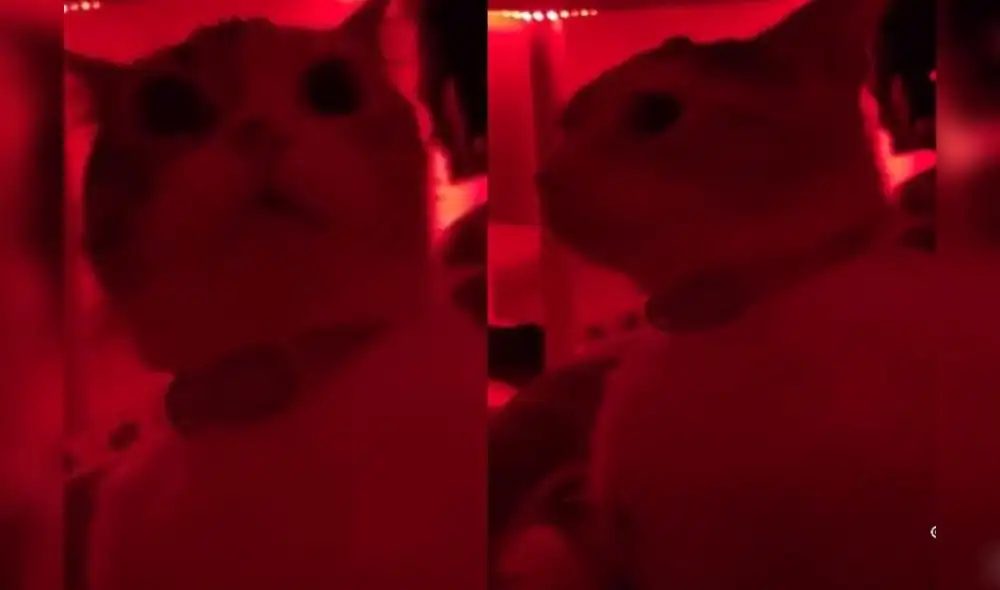 Al igual que las personas, los gatos se asustan mucho con los sismos. En la grabación, se logra apreciar que un minino detecta la llegada de un sismo en Chile. Foto: captura de TikTok Al igual que las personas, los gatos se asustan mucho con los sismos. En la grabación, se logra apreciar que un minino detecta la llegada de un sismo en Chile. Foto: captura de TikTok