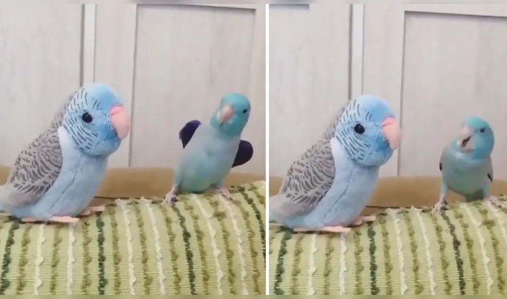 A simple vista parecen dos pequeños pájaros, sin embargo uno de ellos es un muñeco de peluche. Foto: captura de Twitter A simple vista parecen dos pequeños pájaros, sin embargo uno de ellos es un muñeco de peluche. Foto: captura de Twitter