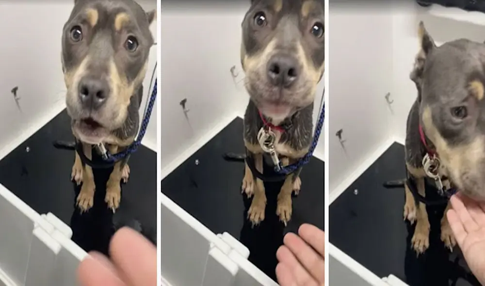 La mujer se comunicó con su cuñada para reportarle la noticia, debido a que la perrita estaba en terribles condiciones tras ser desamparada por sus dueños. Foto: Jami Lassell/ Facebook