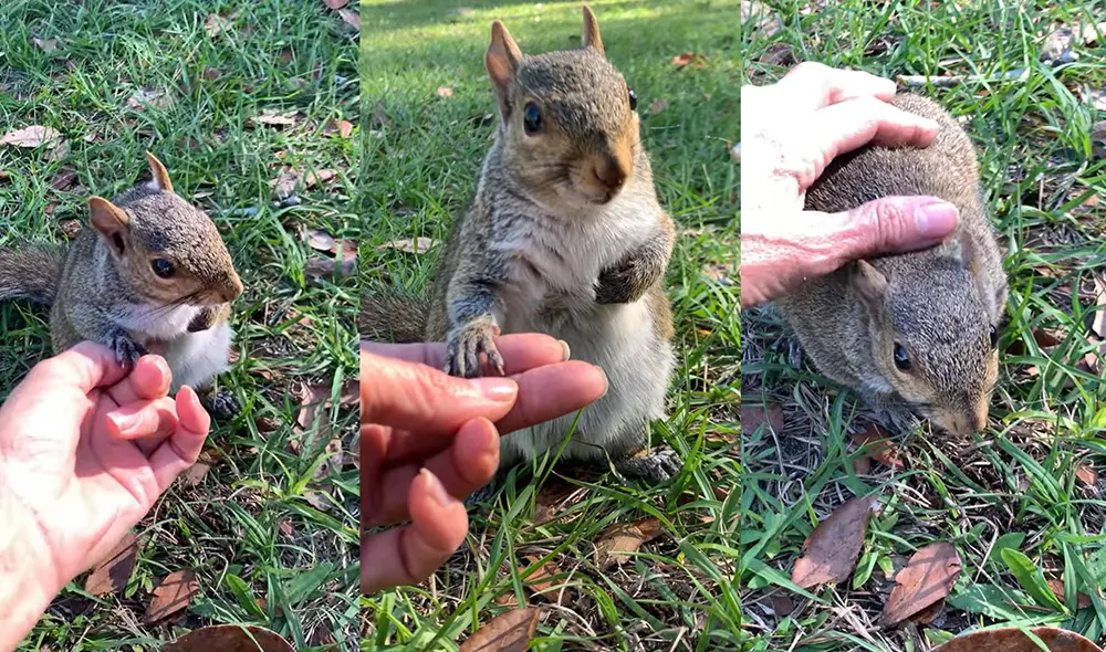 El hecho ocurrió en un hogar ubicado en la ciudad de Eustis, Florida, USA. Foto: captura de YouTube