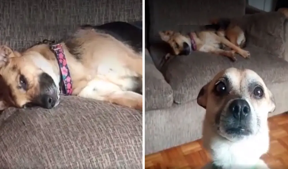 Un joven sacó su celular para inmortalizar el momento en que su perrita se quedó dormida; sin embargo, su otra mascota lo sorprendió al percatarse de su acción. Foto: captura de YouTube
