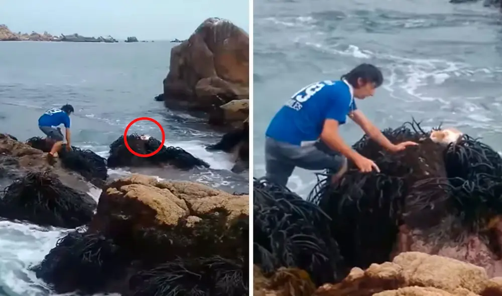 Un joven y su amigo detuvieron su caminata al percatarse de la presencia de un indefenso animal que corría peligro al refugiarse en una roca en medio del agua. Foto: captura de YouTube