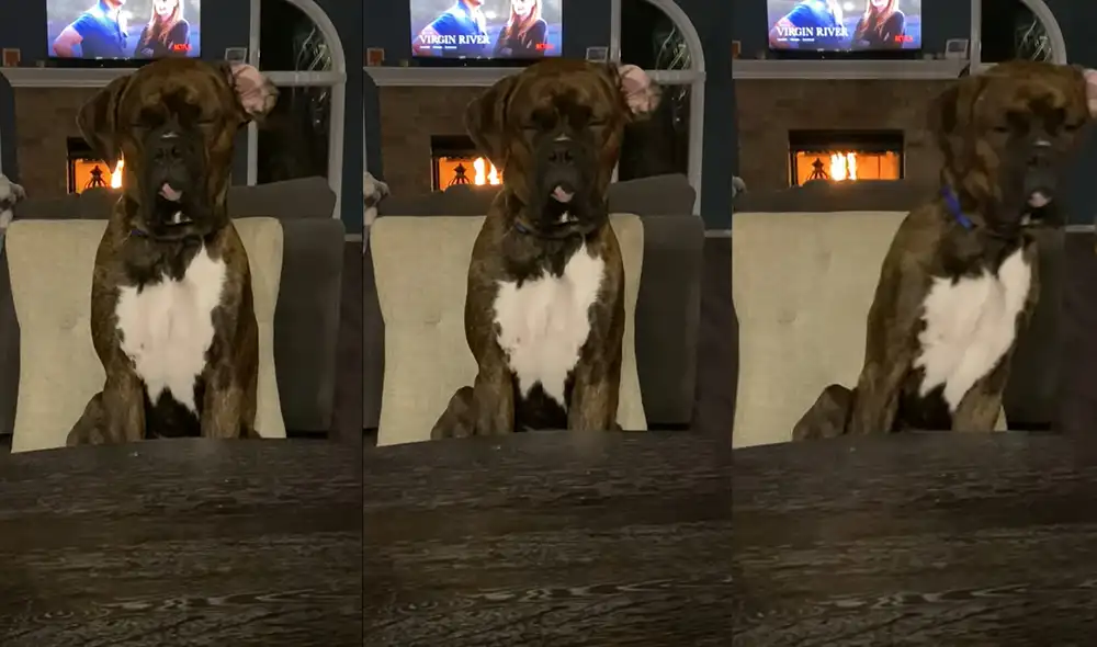 El dulce perrito tiene tan solo 14 meses de vida. Foto: captura de YouTube