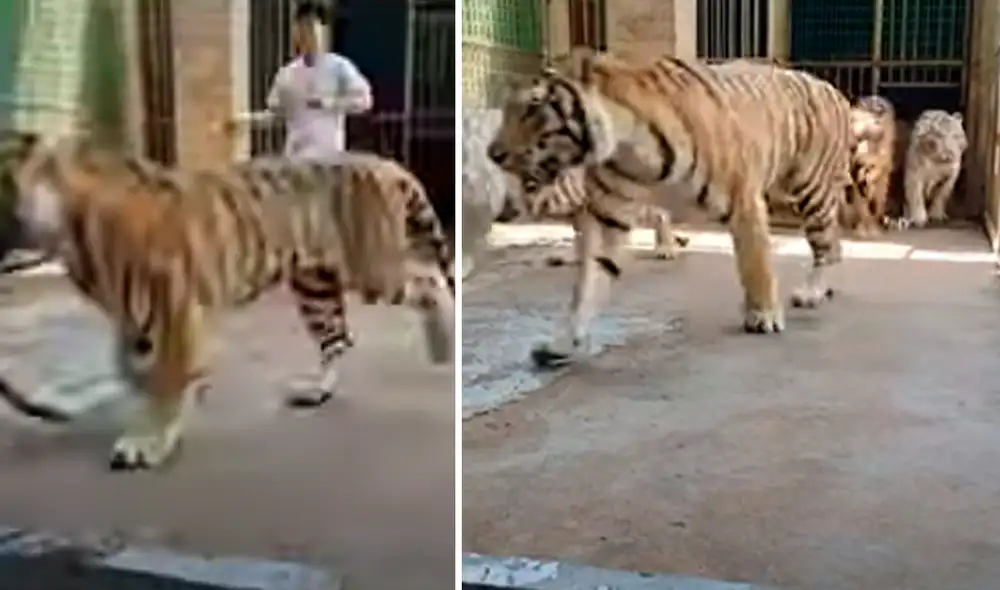 El video viral ha sido compartido en el canal Tiger. Foto: captura de YouTube