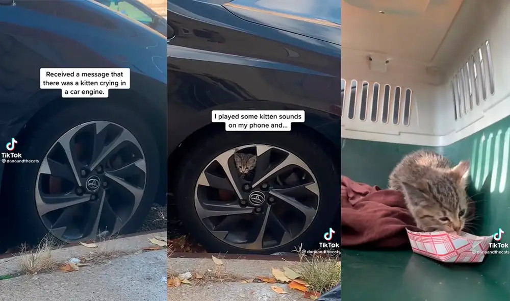 La mujer fue elogiada en sus redes por el notable accionar que tuvo con el animal desamparado. Foto: captura de TikTok