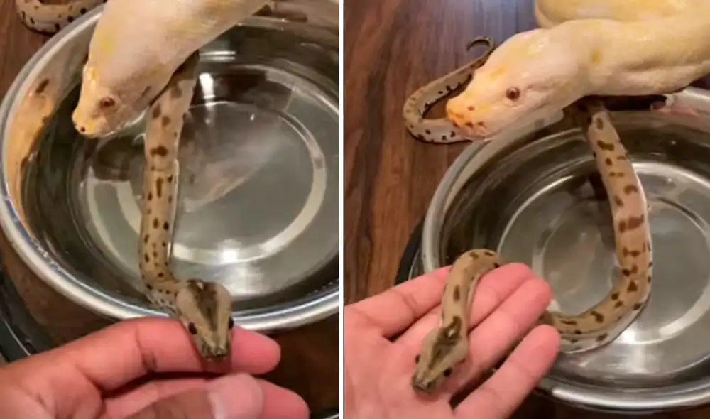 El video viral ha sido compartido en el canal theblackivory_. Foto: captura de Facebook El video viral ha sido compartido en el canal theblackivory_. Foto: captura de Facebook