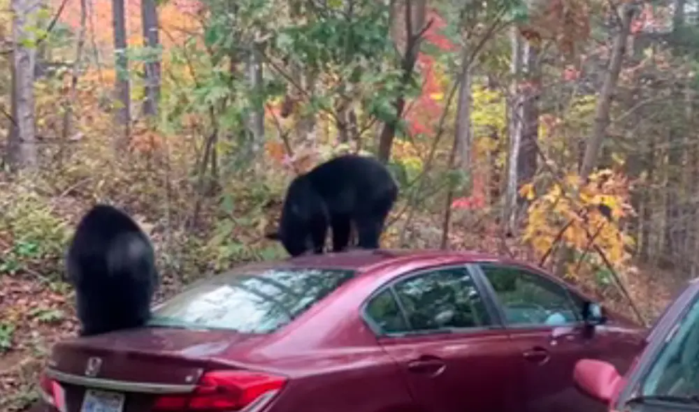 El video viral ha causado gran sensación en las redes sociales. Foto: captura de YouTube