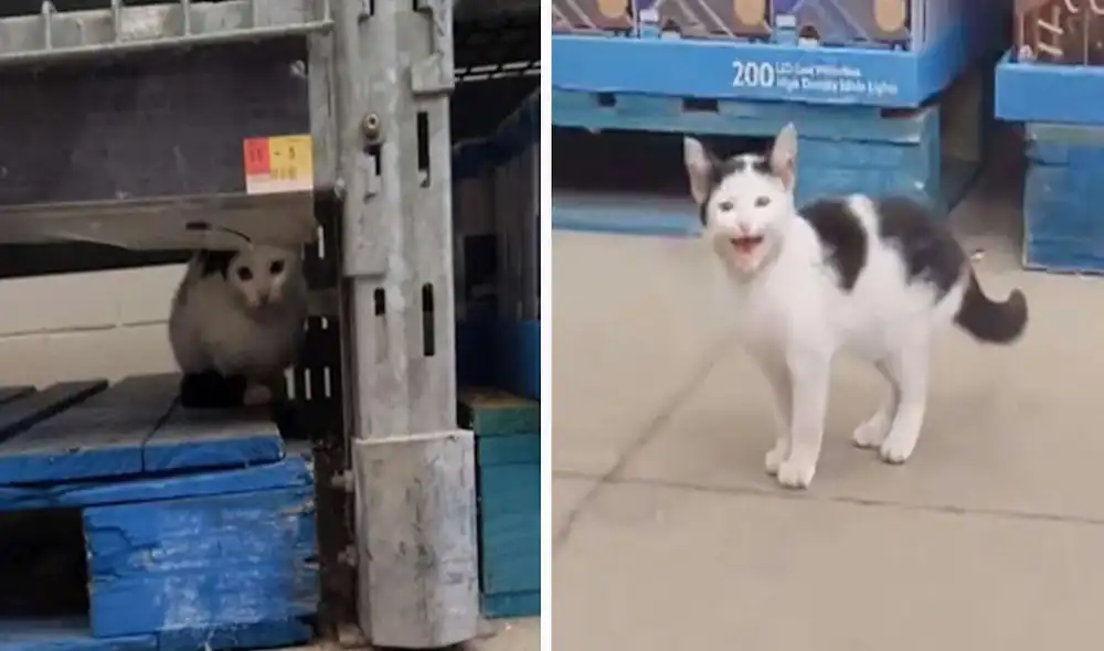 Un indefenso felino se refugió en las instalaciones de una tienda tras ser desamparado por sus antiguos dueños. Foto: captura de YouTube