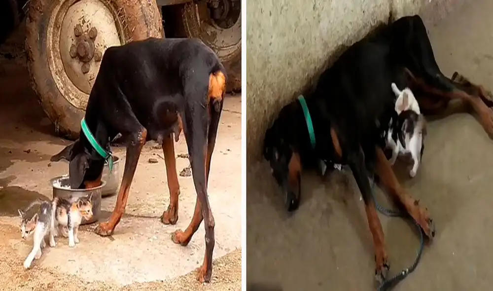 Una perrita y una gatita quedaron preñadas al mismo tiempo; sin embargo, la primera sufrió un aborto espontáneo y la otra falleció al dar a luz. Foto: captura de YouTube