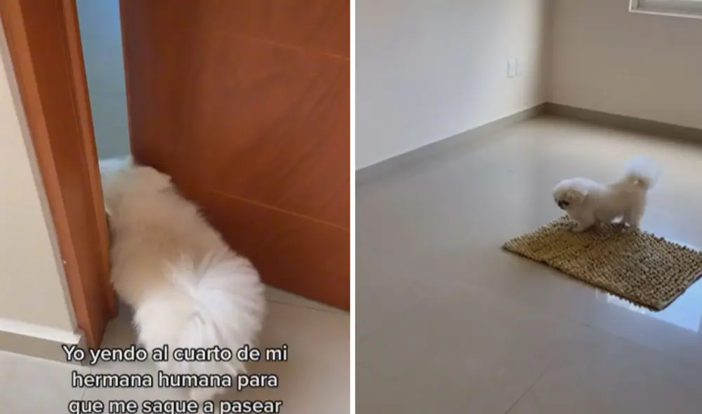 Cuando ingresó al cuarto, el perrito se dio cuenta que todo estaba vacío. Solo había una alfombra en el piso. Foto: captura de TikTok Cuando ingresó al cuarto, el perrito se dio cuenta que todo estaba vacío. Solo había una alfombra en el piso. Foto: captura de TikTok